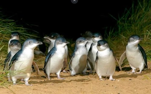 Phillip Island Penguin Parade & Wildlife Day Tour from Melbourne
