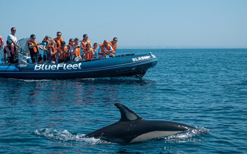 Dolphin watching tour