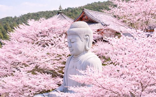 【大阪出发】奈良赏樱一日游：壶阪寺・吉野山千本樱・奈良公园
