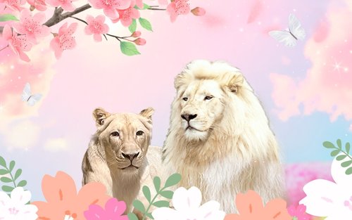 대구 네이처파크 동물원 입장권