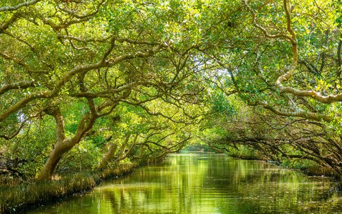 Tainan Sicao Green Tunnel & Cigu Lagoon Full-Day Tour