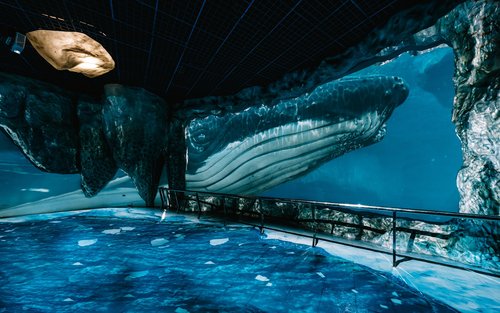 Vé Bảo tàng Quốc gia Sinh vật Biển và Thủy cung