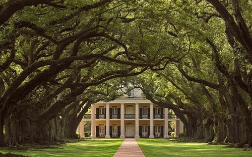 Swamp Boat Ride and Oak Alley Plantation Tour from New Orleans