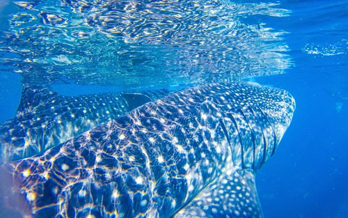 Whale Shark Scuba Diving in Oslob