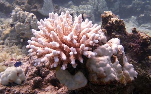 Tauch- und Schnorchelerlebnis am Roten Meer in Jeddah