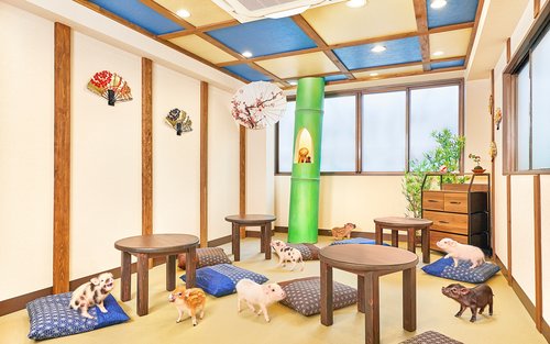 Micro Pig Cafe Experience in Kyoto