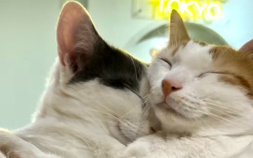 Cozy Cat Therapy in Harajuku: Hang Out with Rescued Cats in Tokyo