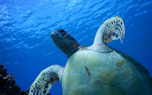 カヤックタートルシュノーケリング（タモン / PADI 5 Star Center提供）