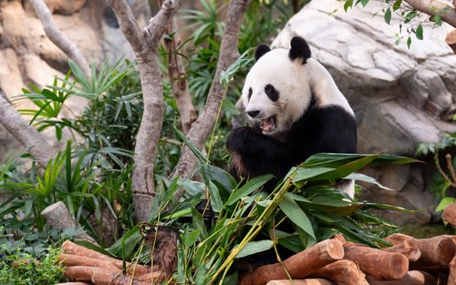 香港海洋公园| 大熊猫之旅 包门票连接送