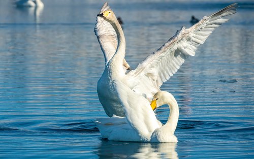 Excursió d'un dia complet al llac Sayram de Yining i al pont de Guozigou