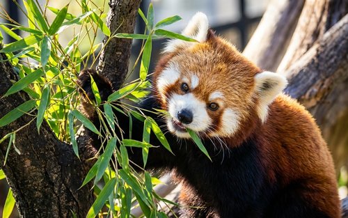 Winter Hokkaido | Asahiyama Zoo & Shikisai-no-oka & Blue Pond & Shirahige Falls & Terrace of the Forest Spirit | Classic Route & Fun Route (Optional Snowmobile Experience) | Chinese and English Speaking Guide | Departing from Sapporo