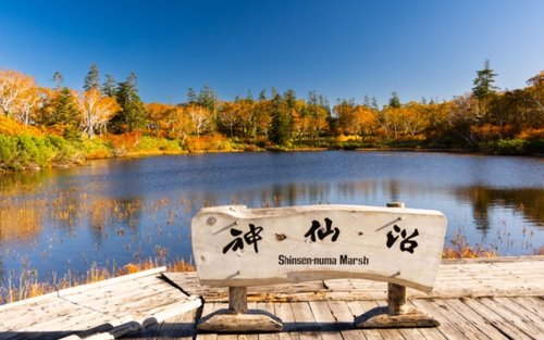 Tour Ngắm Lá Mùa Thu & Tắm Onsen Niseko Sapporo Kèm Vé Tháp Truyền Hình