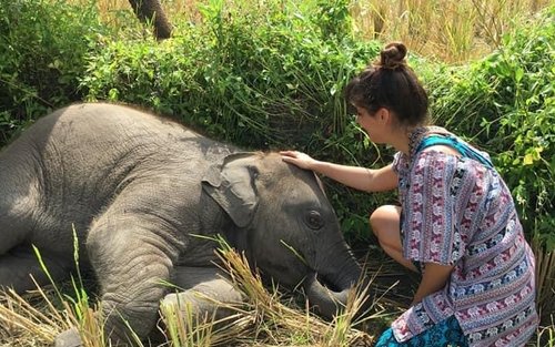 Petting cute baby elephants