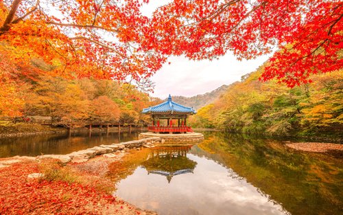 ทัวร์หนึ่งวันชมใบไม้เปลี่ยนสีที่อุทยานแห่งชาติแนจังซาน ออกเดินทางจากโซล / ปูซาน