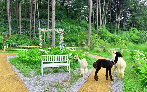 Sweet Day in Gapyeong:Sheep Farm&Strawberry Picking (Lunch Included)
