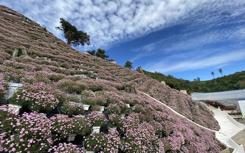金马伦高原一日观光旅游
