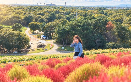 Jednodňový výlet do Ibaraki | Prímorský park Hitachi, Kochia, svätyňa Oarai Isosaki a tri slávne vodopády Fukuroda