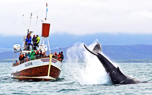 Tour ngắm cá voi truyền thống từ Husavik