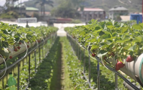 Strawberry Tour in Baguio