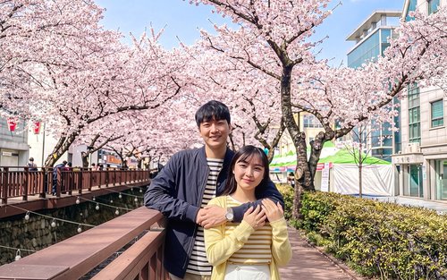 鎮海櫻花之旅（從首爾出發）