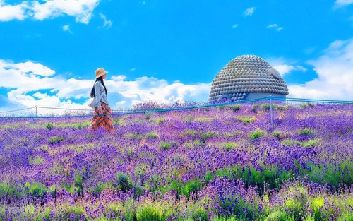 Tour di un'intera giornata a Sapporo: diga di Hoheikyo e tempio della testa di Buddha