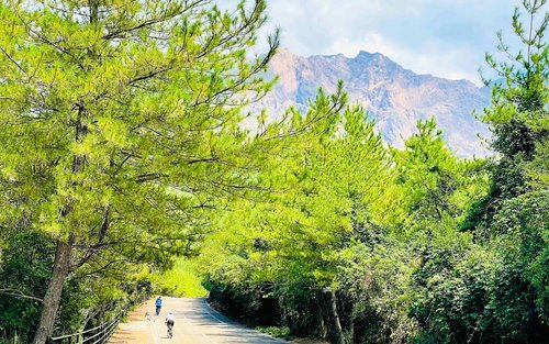 桜島: 大正溶岩周遊サイクリング体験