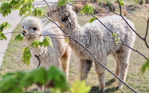Biglietto d'ingresso per l'Allevamento di Alpaca e Pecore a Gapyeong