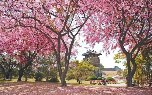 Seoul Day Tour: Suwon Hwaseong Fortress & Royal Cherry Blossoms