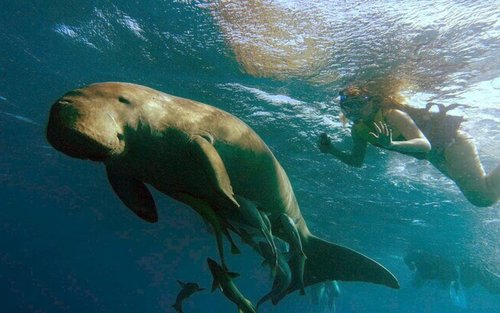 Snorkeling with Dugongs Marsa Mubarak Boat Trip from Marsa Alam
