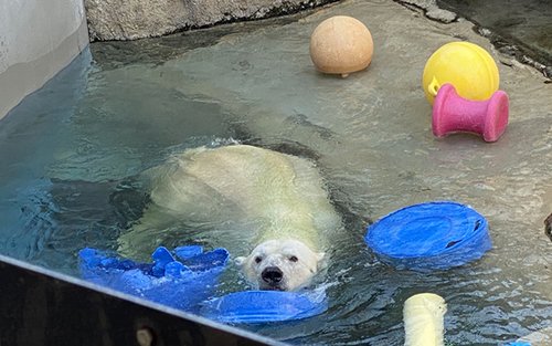 Sapporo Asahiyama Zoo Full-Day Sightseeing Bus Tour