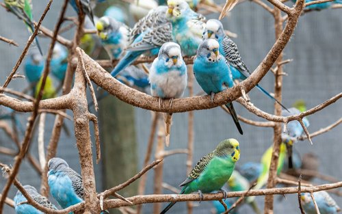Toegang tot World of Birds Wildlife Sanctuary en Monkey Park in Kaapstad