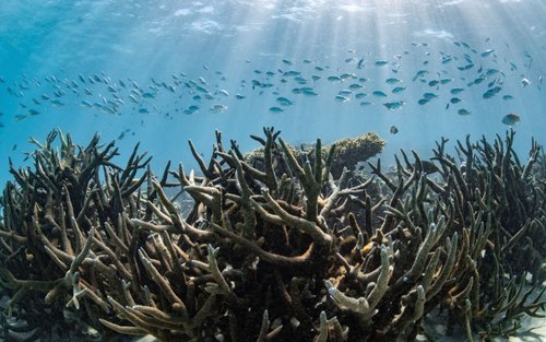 珊瑚湾玻璃底船之旅