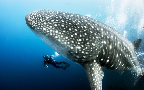 ファンダイブパッケージ（タオ島 / PADI 5 Star Dive Center提供）