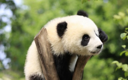 成都ジャイアントパンダ繁殖研究基地 入場チケット