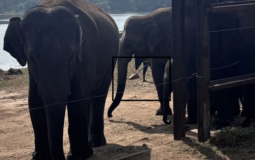 Wild Life Jeep Safari Tour at Bannerghatta with Private Transfer