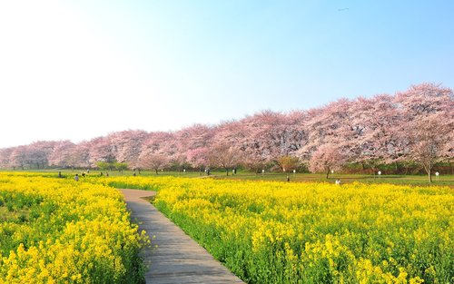 春恋赏樱一日游 川越冰川神社・古河桃源郷・权现堂樱堤・采果体验 (银座新宿出发)