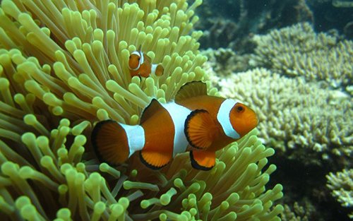 Perhentian Dive Rejuvenation: Sukelluksen kertaus PADI 5* -keskuksessa
