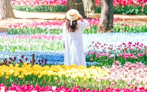 【紫藤花季节限定】国营常陆海滨公园+神矶鸟居+足利花卉公园东京出发一日游