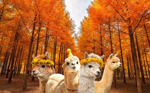 Tur Nami/Alpaka/Railbike/Petite France/Morning Calm/Begonia