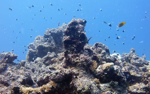 Experiencia de buceo en el Mar Rojo en Yeda