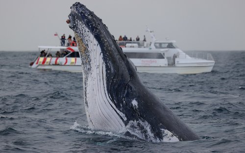 กิจกรรมล่องเรือชมวาฬ 2 ชั่วโมงที่ซิดนีย์ฮาร์เบอร์