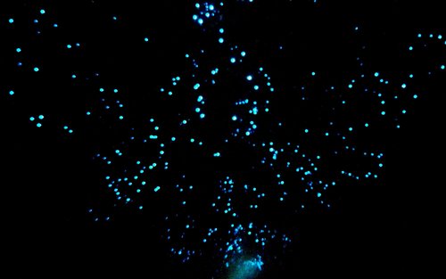 黃金海岸春溪國家公園螢火蟲夜遊(中文導覽)