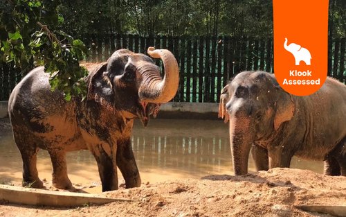 Samui Elephant Home Half Day Caring Experience