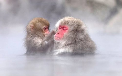 Private Charter Service to Snow Monkey Park