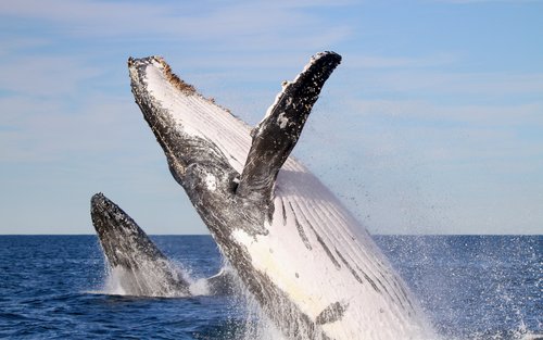 Newcastle Whale Watching Cruise