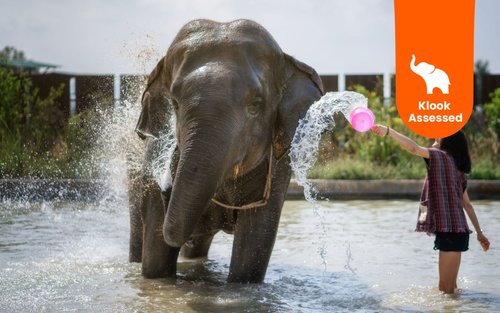 Elephant Jungle Sanctuary Pattaya Experience