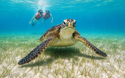 Akumal & Cenote Ocean Tours Half-day Marine Life & Adventure Tour