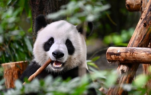 Excursión de un día al Panda de Chengdu y al Gran Buda de Leshan