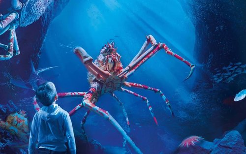 曼徹斯特海洋生物水族館門票