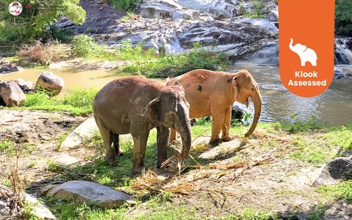 Combo Quan Sát và Hoạt Động tại Joy Elephant Sanctuary Chiang Mai